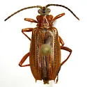 Neohaemonia flagellata