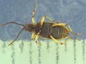 Neohaemonia melsheimeri - photo 2