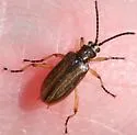 Neohaemonia melsheimeri - photo 5