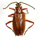 Neohaemonia minnesotensis - photo 2