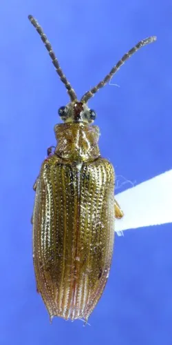 Neohaemonia nigricornis