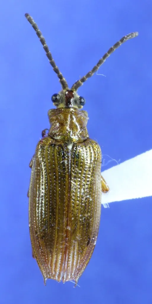 Neohaemonia nigricornis - photo 2