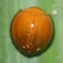 Neoharmonia marginalis - photo 3