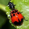V-marked Lady Beetle