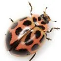 V-marked Lady Beetle - photo 2