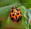V-marked Lady Beetle - photo 3