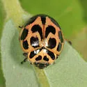 V-marked Lady Beetle - photo 4