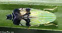Neohecalus lineatus
