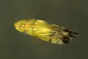 Neohecalus magnificus