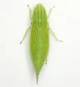 Neohecalus magnificus - photo 2