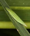 Neohecalus magnificus - photo 4