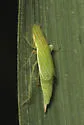 Neohecalus magnificus - photo 5