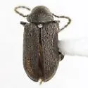Neohedobia texana