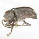 Neohedobia texana - photo 2