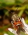 Neoheliodines albidentus - Hodges#2502.2