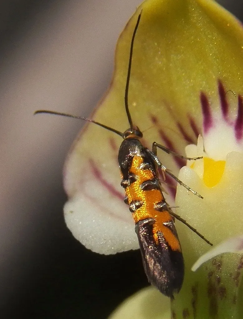 Neoheliodines arizonense - Hodges#2502.3