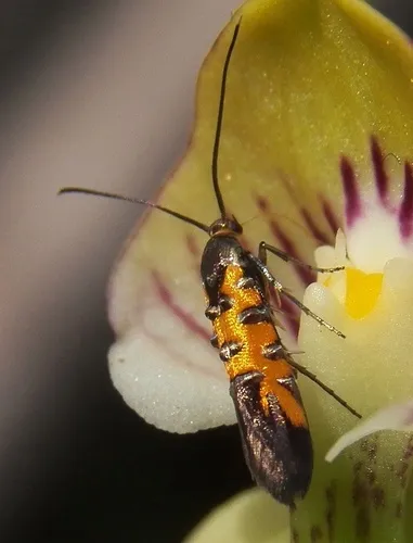 Neoheliodines arizonense - Hodges#2502.3 - photo 3