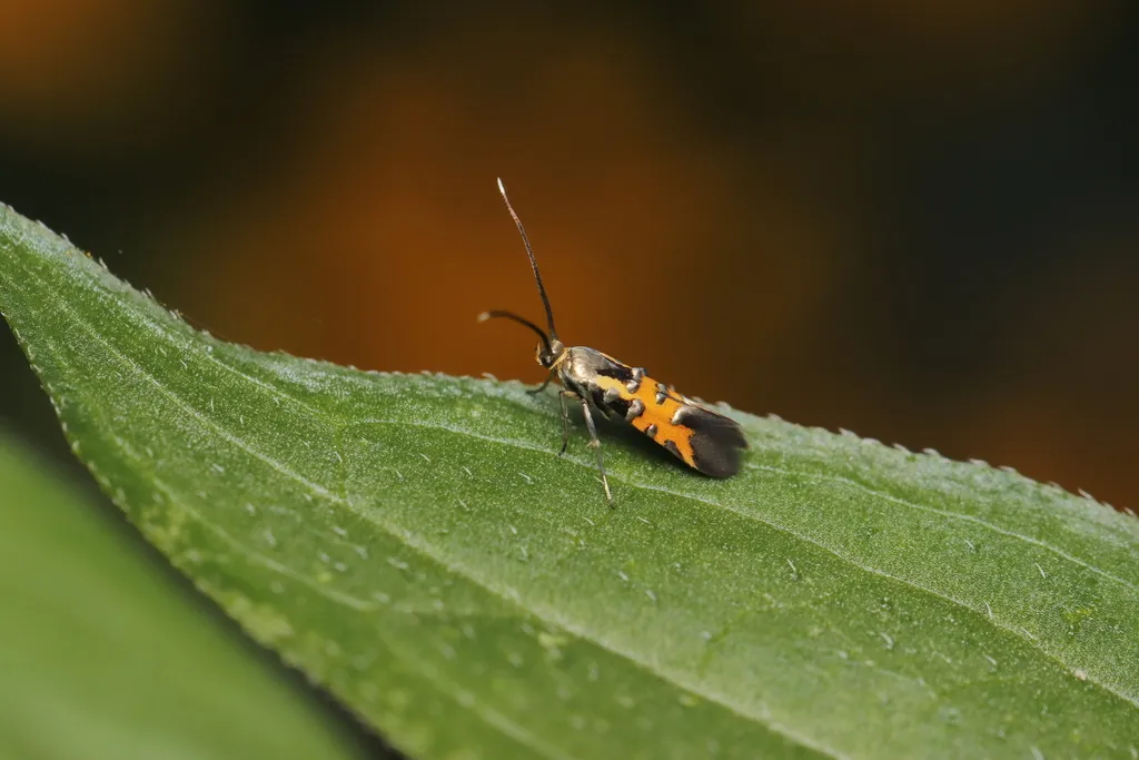 Neoheliodines cliffordi - Hodges#2502.1