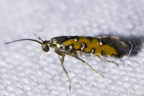 Neoheliodines hodgesi - Hodges#2502.5