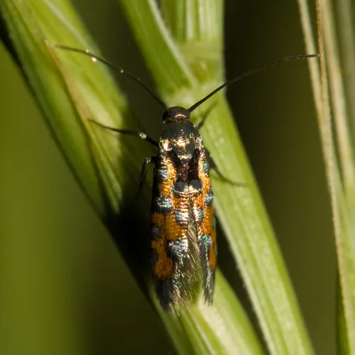 Neoheliodines vernius - Hodges#2502.7