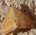 Neohelvibotys arizonensis - Hodges#4978