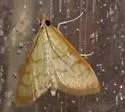 Neohelvibotys arizonensis - Hodges#4978 - photo 2