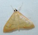 Neohelvibotys arizonensis - Hodges#4978 - photo 3