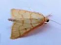 Neohelvibotys arizonensis - Hodges#4978 - photo 4