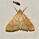 Neohelvibotys polingi - Hodges#4979 - photo 2
