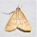 Neohelvibotys polingi - Hodges#4979 - photo 3