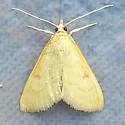 Neohelvibotys polingi - Hodges#4979 - photo 4