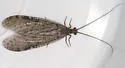 Neohermes angusticollis