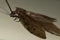 Neohermes angusticollis - photo 2