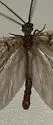 Neohermes angusticollis - photo 3