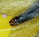Neohermes angusticollis - photo 4