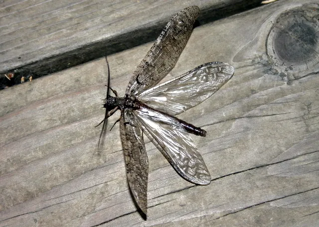 Neohermes californicus