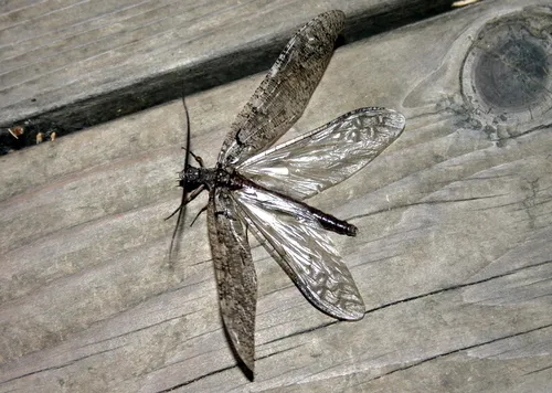 Neohermes californicus - photo 2