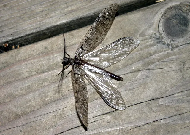 Neohermes californicus - photo 3