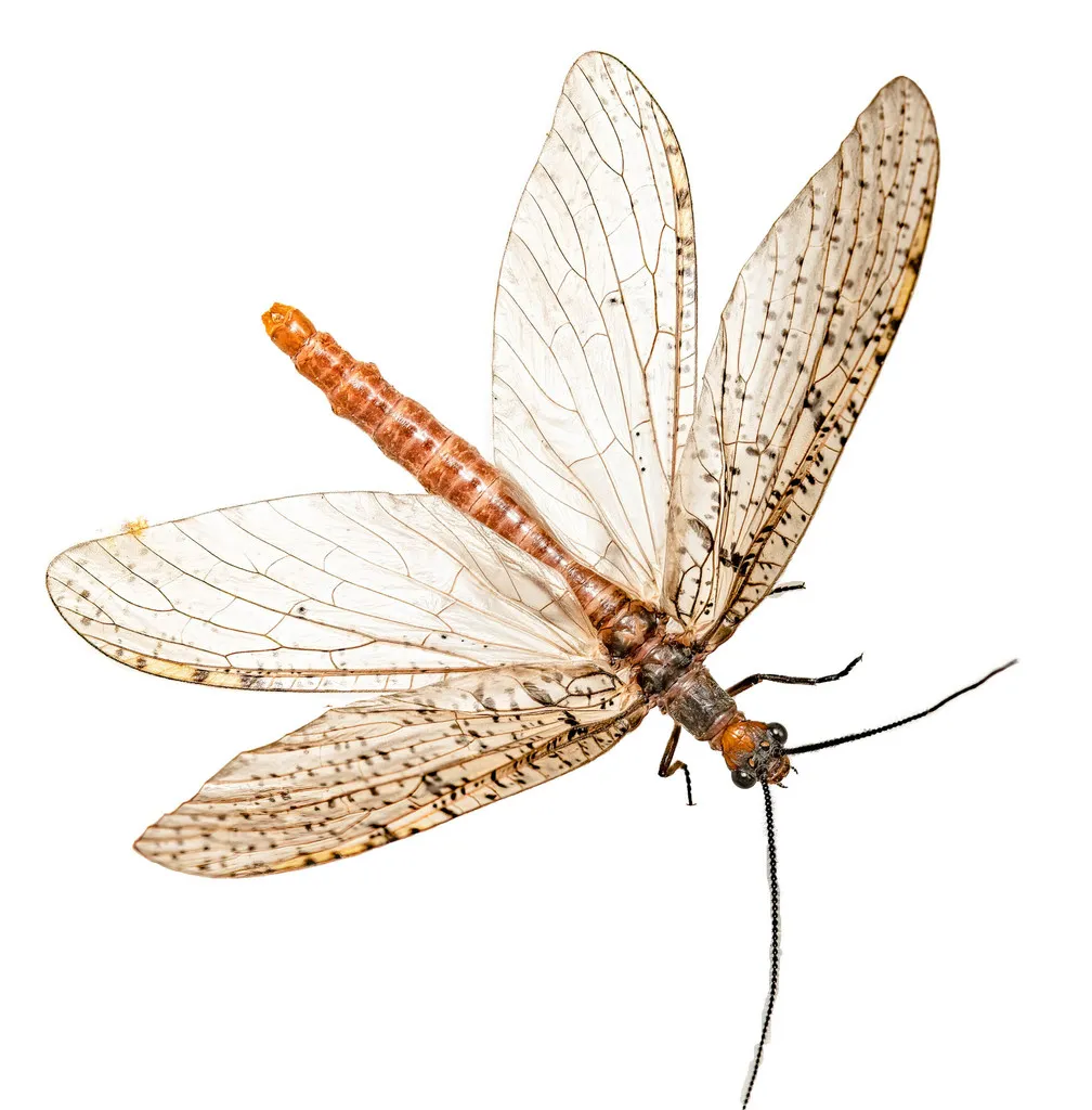 Neohermes concolor