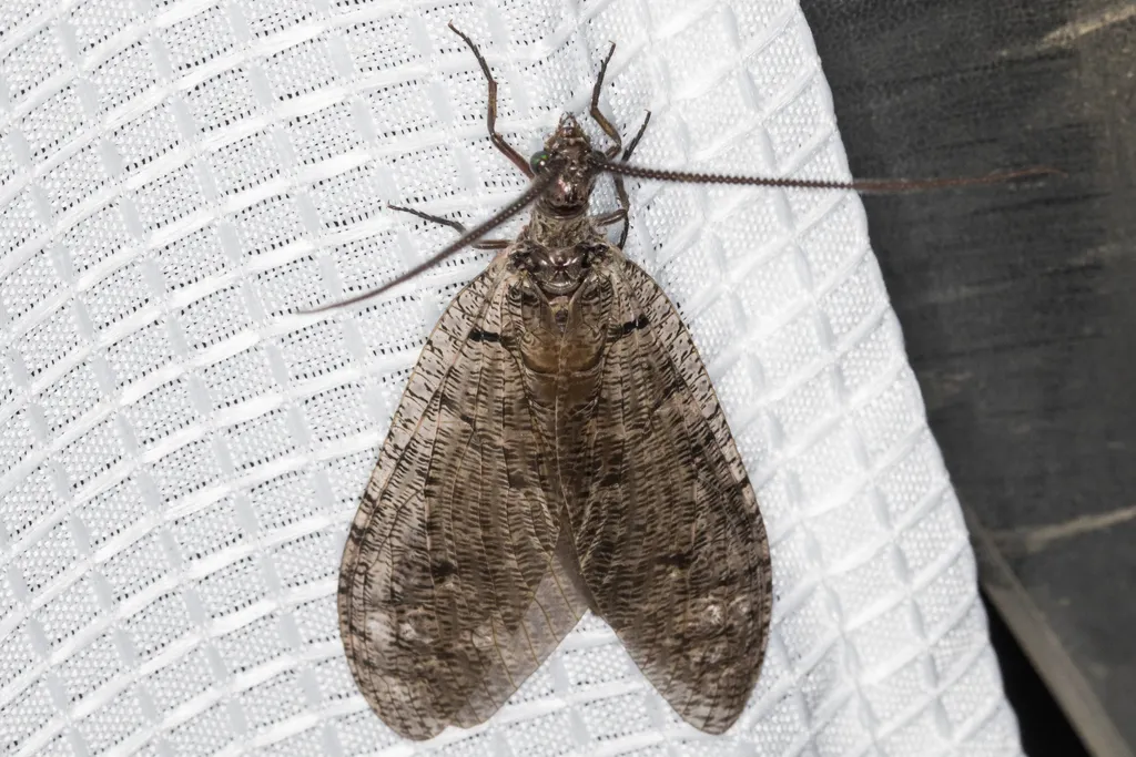 Neohermes filicornis - photo 2