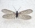 Neohermes inexpectatus