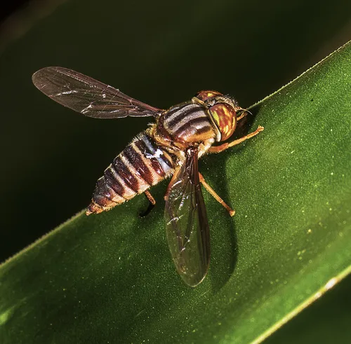 Neohirmoneura bradleyi