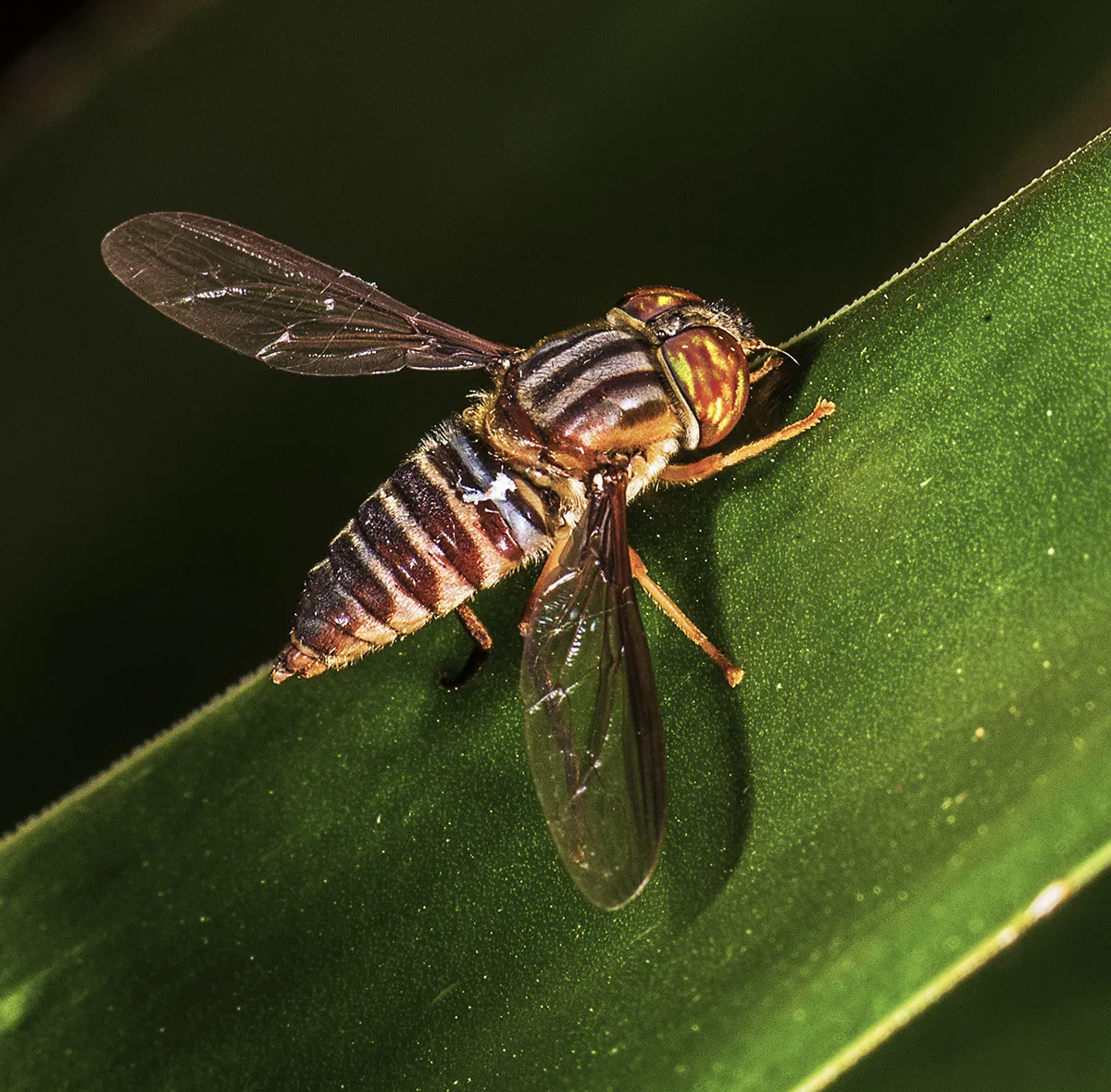 Neohirmoneura bradleyi - photo 2