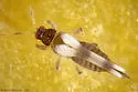 Neohydatothrips langei