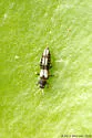 Neohydatothrips langei - photo 2
