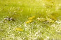 Neohydatothrips langei - photo 3