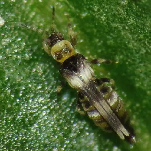 Marigold Thrips - photo 2