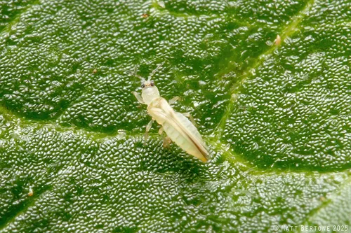 elderberry thrips