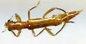 Neohydnocera aegra