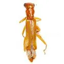 Neohydnocera brunnea